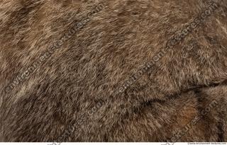 fur cat 0006